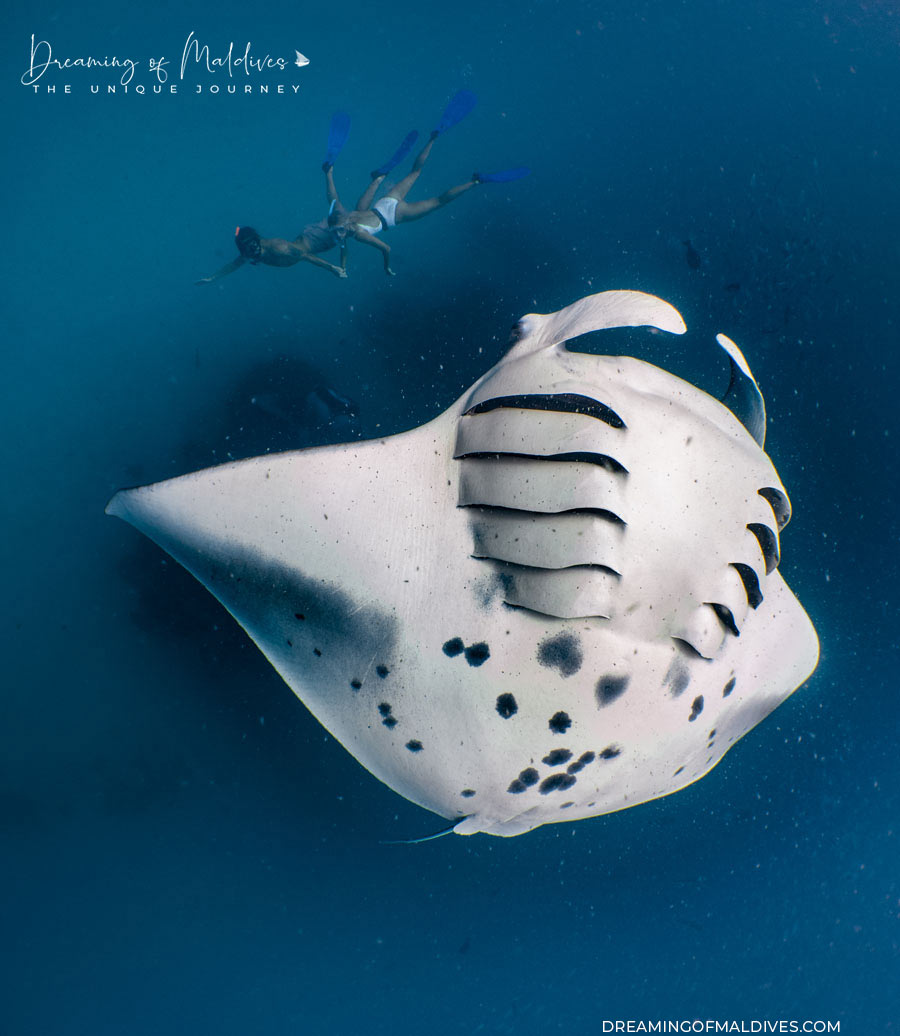 Swim with Mantas at Hanifaru Bay Amilla Maldives