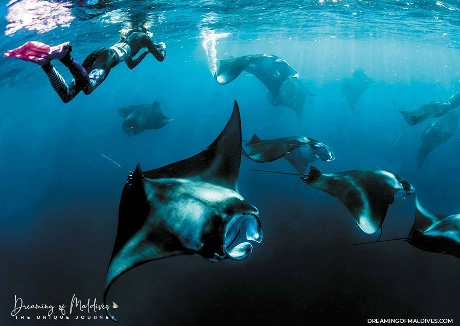 Manta Rays at The Nautilus Maldives symposium