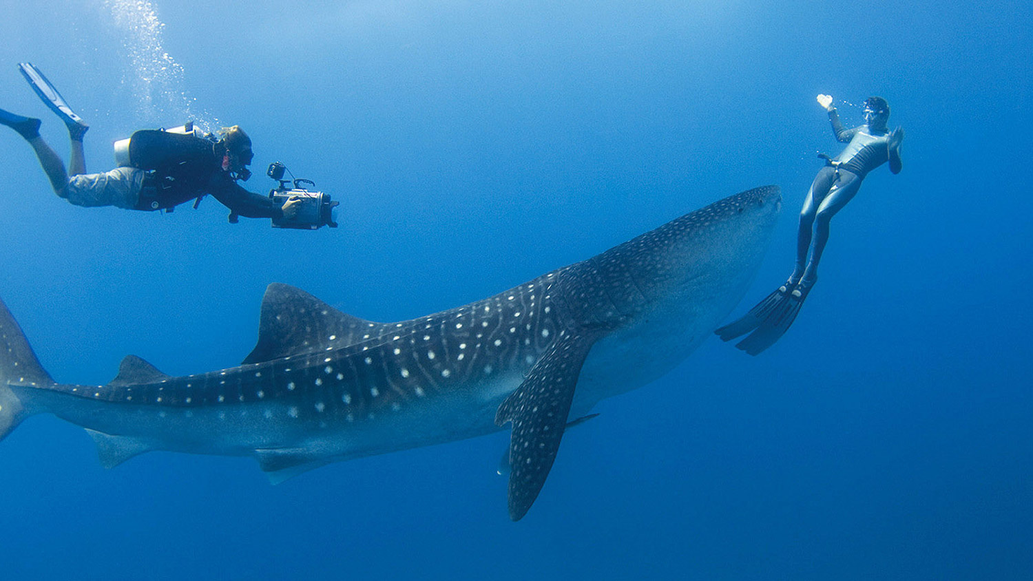 swimming and snorkeling with whale shark in maldives