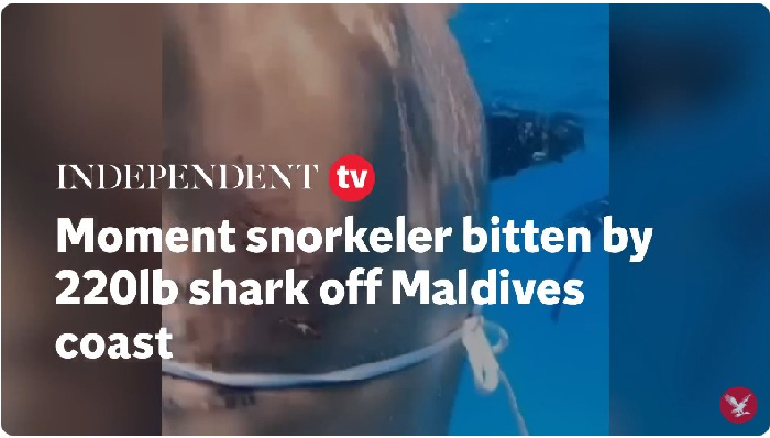 VIDEO SWIMMER BITTEN BY SHARK MALDIVES