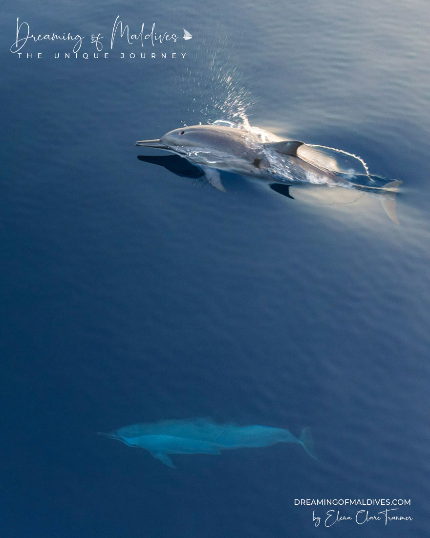 Dolphins Maldives Baa Atoll
