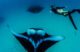 Swim with Manta Rays at anantara kihavah maldives