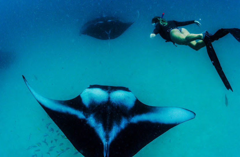 Swim with Manta Rays