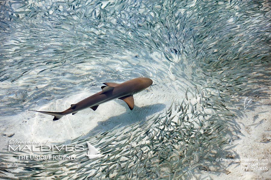 Baby Shark learning to Hunt in a Maldives lagoon