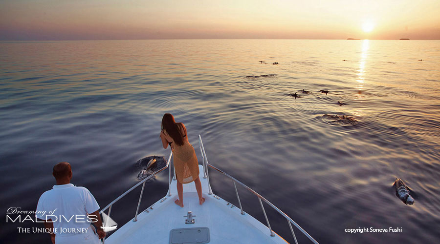Maldives sunset cruise and spot dolphins