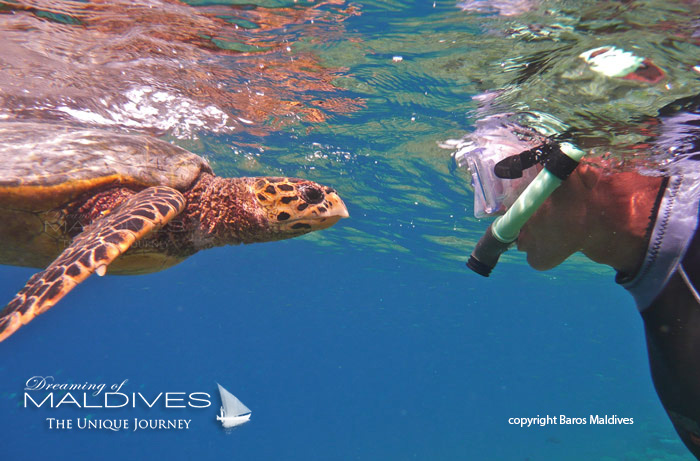 Maldives Snorkeling with Turtles