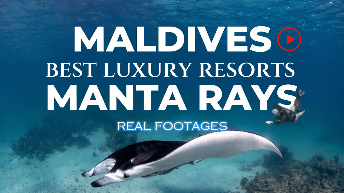 video best resorts maldives swim manta rays