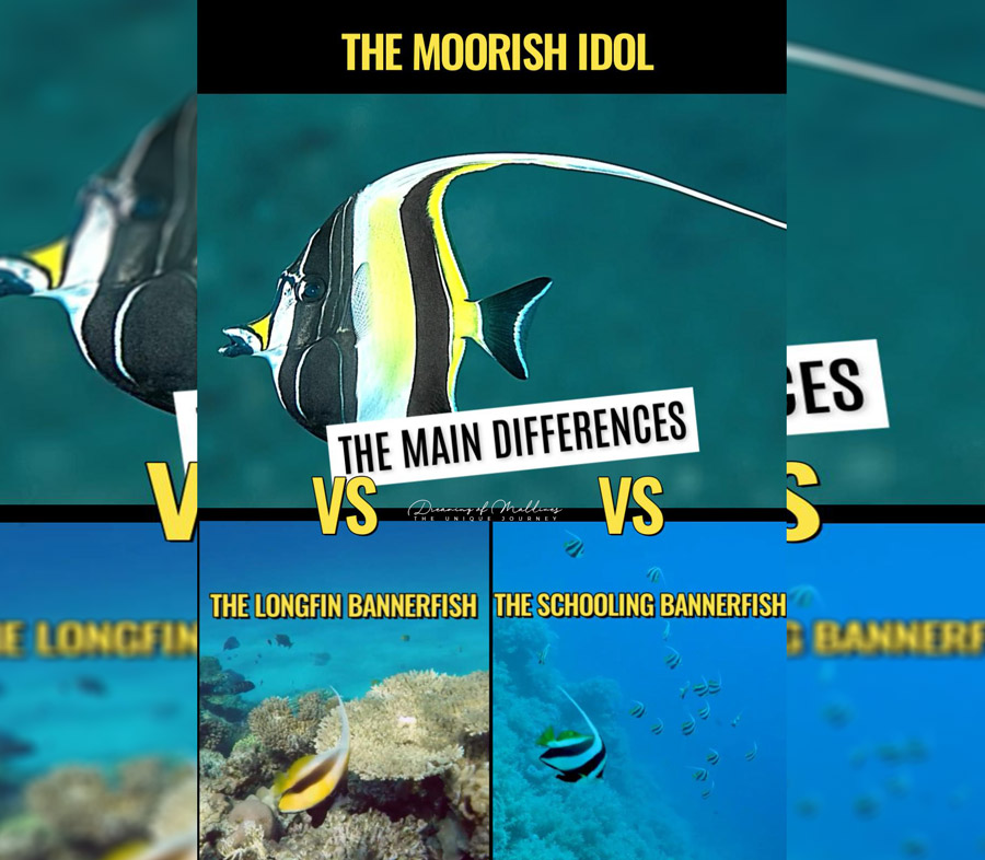 Moorish Idol vs. Longfin Bannerfish vs. Schooling Bannerfish: Can You Spot the Difference?