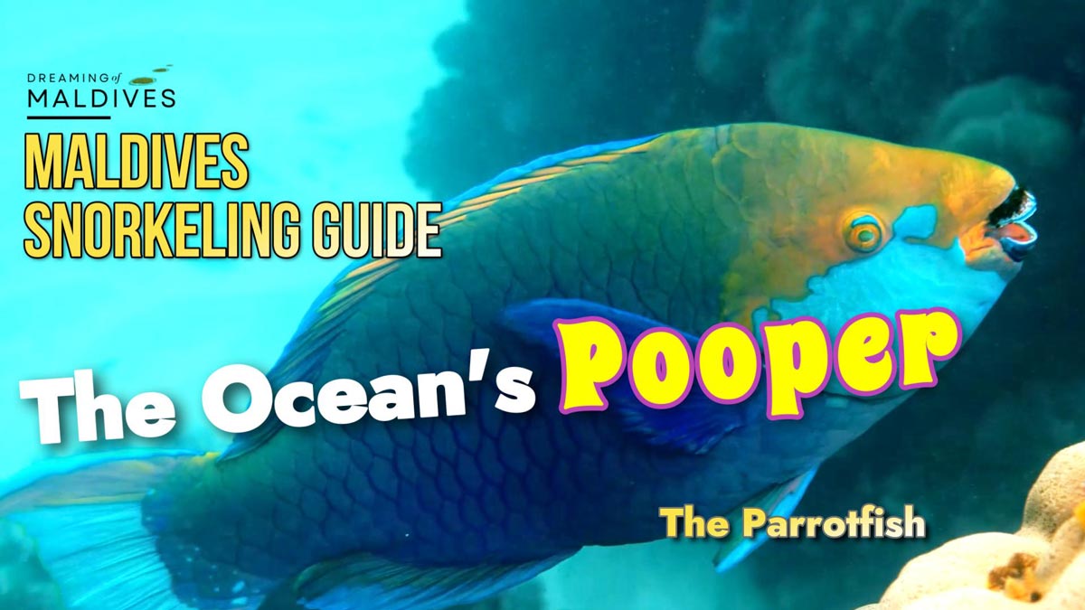 full video parrotfish maldives snorkeling