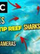 Video : Watch Sharks Hunting on Maldives Beaches