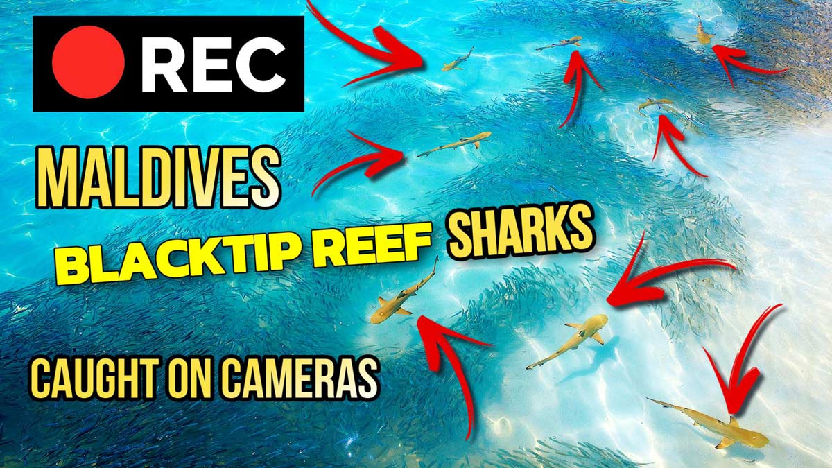 Video : Watch Sharks Hunting on Maldives Beaches