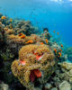 W Maldives fishes
