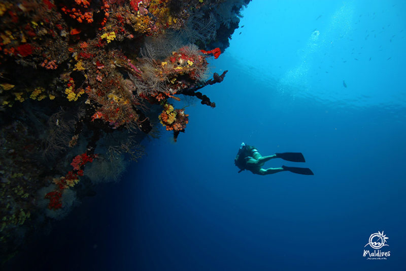 Maldives underwater HD Diving photo Free Desktop Image