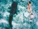SAMPA maldives whale sharks south ari atoll best place