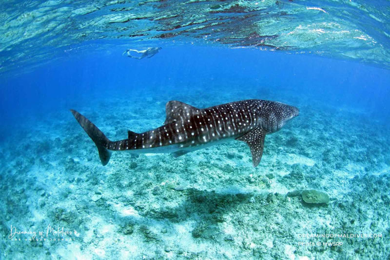 Dhigurah Maldives Best Places To Stay For Whale Sharks dhigurah-maldives-best-places-to-stay-for-whale-sharks
