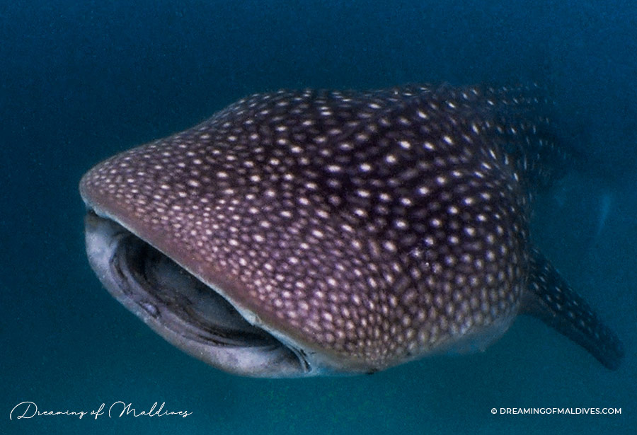 Whale Shark feeding on plankton with open mouth no teeth