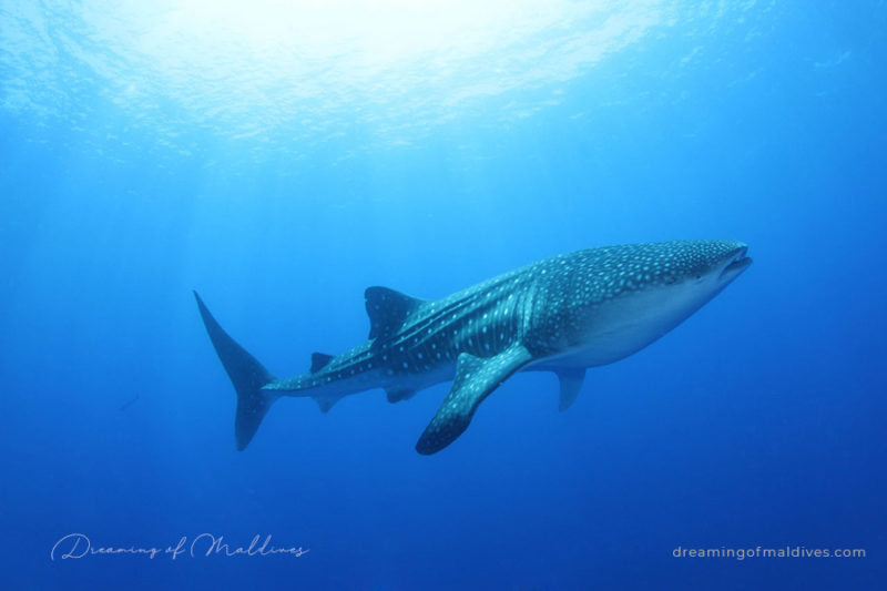 Swim with Whale Sharks and Mantas at LUX* South Ari Atoll