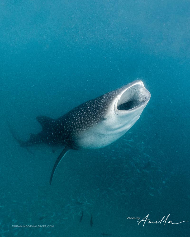whaleshark maldives baa atoll Amilla